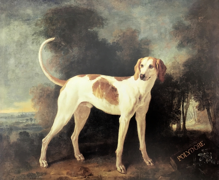 Polydore, chien de la meute de Louis XV - XVIIIe siècle